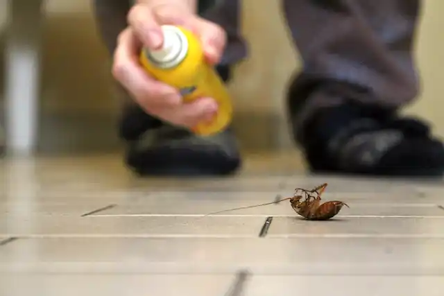 ongediertebestrijding Krabbendijke